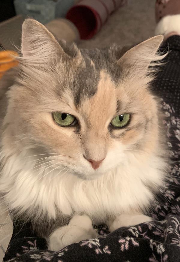 /Images/uploads/Friends of Seal Beach Animal Care Center/2022sbacc/entries/20200thumb.jpg